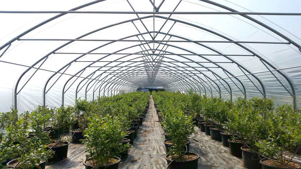 Inside Easyart greenhouse with plants