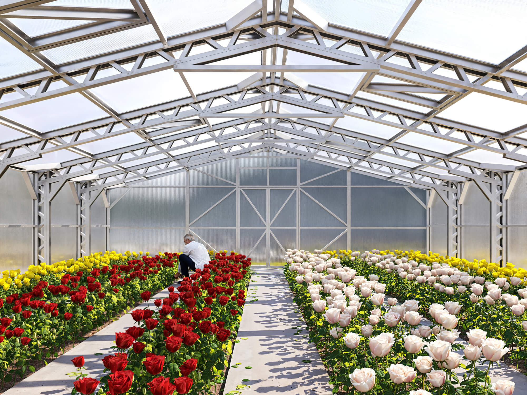 Inside of stormproof greenhouse Makan