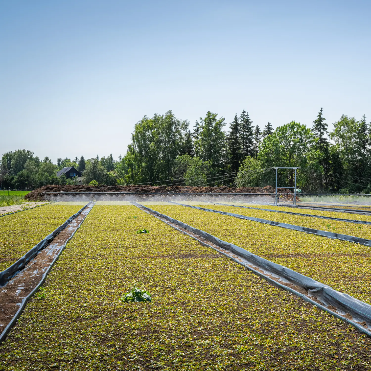 Wide outdoor irrigation boom system viewed from a distance covering a large cultivation area